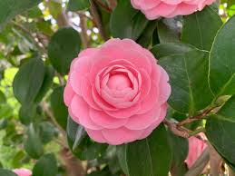 乙女椿（おとめつばき）