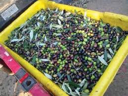 Mission Olive Tree Olive Tree Farm Nursery California Varieties Olives Olive Tree Tree Farms Olive