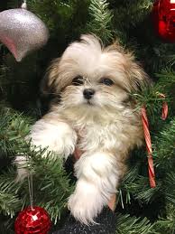 Taking Christmas To The Next Level That S What We Call A Puppygogo Christmas Sevimli Kopek Yavrulari Yavru Kopek Kopek