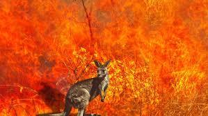 Three Billion Animals Killed In Australian Wildfires In 2020 Australian Wildlife Wildlife Australia