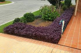 Little ruby™ alternanthera is the perfect mounding ground cover with a compact, spreading habit and deep burgundy foliage, making it a real stand out plant in the garden. The Little Ruby Alternanthera Hedge We Planted For Resident At Work Is Coming In Nicely Gardening Garden Diy Home Flowers Little Ruby Garden Angels Plants