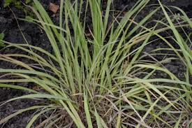 Image result for Axonopus flexuosus