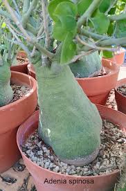 Image result for Adenia glauca