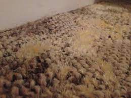 Your real problem could be mildew in the carpets. The Dangers Of Mould Infestation In Your Carpet