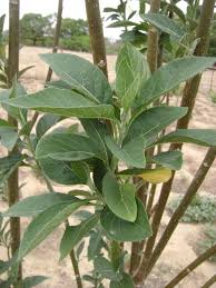 Image result for Vernonia colorata