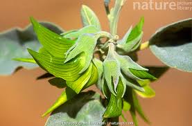 Image result for Crotalaria shirensis