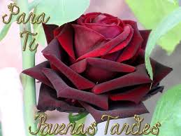 Enviarpostales Net Enviar Postal Postales De Amor Frases De Amor Te Quiero Buenos Dias Feliz Mensajes De Buenas Tardes Frases Buenisimas Buenas Tardes Mi Amor