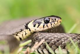Examples of non venomous snakes. Slideshow Title Snakebites Types Treatment And Prevention