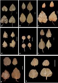 Image result for Commicarpus grandiflorus