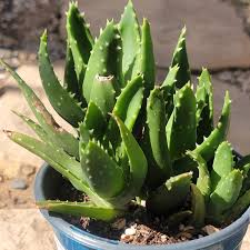 Image result for Aloe nuttii