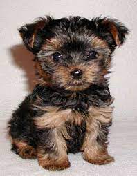 dog breeds that dont shed puppies yorkie dogs