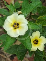 Image result for Turneraceae