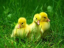 We did not find results for: Free Download Wallpapers 4 U Download Cute Beautiful Baby Ducks Hd Wallpaper 600x450 For Your Desktop Mobile Tablet Explore 50 Baby Ducks Wallpaper Duck Screensavers And Wallpaper Ducks Unlimited