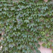 The red vine is boston ivy and the darker foliage is silver vein creeper. Boston Ivy Parthenocissus Tricuspidata Veitchii Davenport Garden Centre