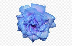 Blue rose flower crown aesthetic light lightblue. Blue Flowers Png Tumblr 6 Image Blue And Purple Aesthetic Blue Flowers Png Free Transparent Png Images Pngaaa Com