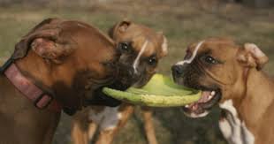 Three Boxer Dogs Play Tug Of War With A Frisbee Photographic Print Roy Gumpel Allposters Com Boxer Dogs Boxer Dogs Brindle Dog Boarding Near Me