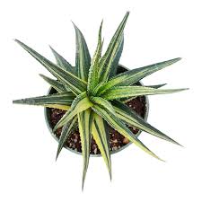 Image result for Haworthia limifolia