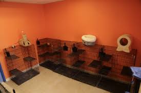 Spacious runs for your dogs. Cat Hotel Pittsburgh Paws Pet Resort