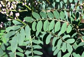 Image result for Indigofera subulata