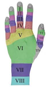 Image result for Elson Extensor Tendon Test