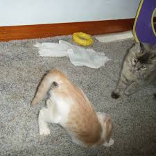 Our puppies are from usda licensed breeders only! The Top 4 Places To Adopt A New Cat Pethelpful