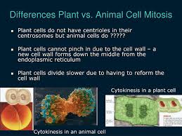 Cytokinesis is the actual separation of for example, in animal cells two microtubule organizing centers called centrioles replicate. Ppt The Cell Cycle And Mitosis Powerpoint Presentation Free Download Id 1653695