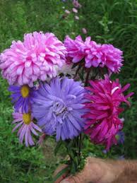 A related chinese plant, callistephus chinensis, widely cultivated for its showy brightly. Crego Mix Organic China Aster Fedco Seeds