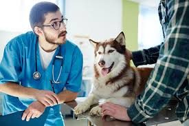 Maybe you would like to learn more about one of these? Fear Free To Roll Out Hospital Certification Today S Veterinary Business