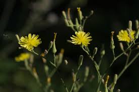 Image result for Launaea cornuta