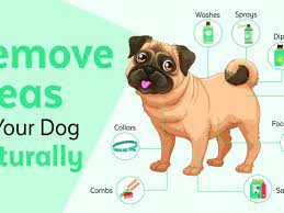 Unlike spider bites, flea bites only have one small puncture hole, not two. 30 Ways To Naturally Prevent And Get Rid Of Fleas On Dogs Jet Pet Resort