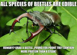 22 Disturbing Facts You Might Regret Knowing Beetle Facts Bizarre Facts