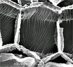 Image result for Lophiocarpus polystachyus