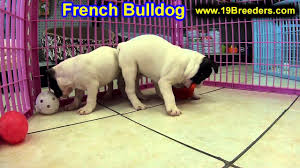 Browse photos and descriptions of 1000 of oregon dogs for sale in oregon of many breeds available right now! French Bulldog Puppies For Sale In Portland Oregon Or Mcminnville Oregon City Grants Pass Youtube