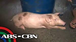 President duterte has placed the entire country under a state of calamity due to the african swine fever (asf) outbreak, that led to the billions of pesos in losses to the local hog industry and the spike in prices of pork products. African Swine Fever Sanhi Ng Pagkamatay Ng Mga Baboy Abs Cbn News