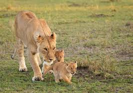 Photos Les Familles D Animaux Sauvages Dans La Savane Rhino Africa Blog Un effet de surprise à. les familles d animaux sauvages dans la