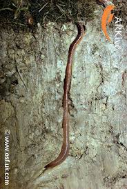 Composting worms are in a different class. Earthworm Functions Earthworm Society Of Britain
