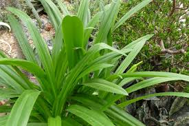 Image result for Ismene narcissiflora