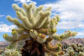 Download deze gratis afbeelding over cholla cactus new mexico van de bibliotheek met afbeeldingen en video's van het openbare domein van pixabay. Cholla Stock Photos Offset