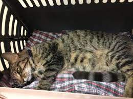 In other cases, however, a bloated stomach may be a sign of a potentially less serious condition as well. Why Is My Cat S Belly Swollen And Hard Main Causes