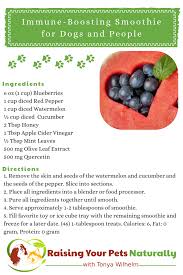 Berry Immune Boosting Dog Smoothie Recipe To Share Recipe Basic Smoothie Recipe Dog Food Recipes Smoothie Recipes