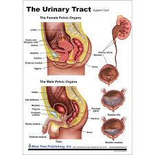Image result for Bladder Anatomy
