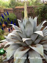 A subscription helps you access more of the local stories that keep you connected to the community. Time Lapse Flowering Of My Whale S Tongue Agave Digging