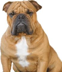 French bulldog puppy buyer info (pdf). The Best Parrots In The World French Bulldog Rescue Scottsdale