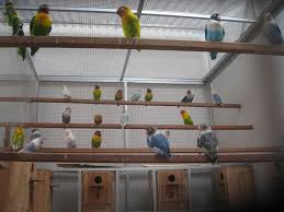 We did not find results for: Cara Membuat Kandang Sangkar Burung Lovebird Dengan Mudah Jual Sangkar Burung Murai Pleci Lovebird Kacer Dll