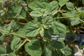 Image result for Boerhavia repens