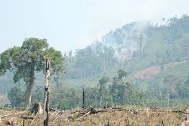 4.2.2 pertanian tradisional berdasarkan fungsi dasar ekologi. Pertanian Perladangan Berpindah Menciptakan Ekosistem Alami Cifor Forests News
