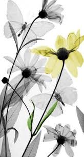 Colourised X Ray Photographs Of Flora And Fauna By Arie Van T Riet In Pictures Xray Art Transparent Flowers Watercolor Flowers