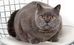 British Shorthair Cat Review after 3 years