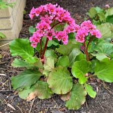 Image result for Bergenia