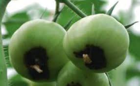 Comment Traiter Le Cul Noir De La Tomate A Distinguer De L Alternariose